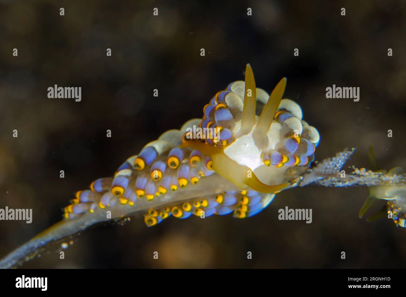 Yamasu's Nudibranch, Tenellia sp, feeding on Hydroid, Hydrozoa Class, night dive, Torpedo Alley dive site, Horseshoe Bay, Nusa Kode, south Rinca Islan Stock Photo