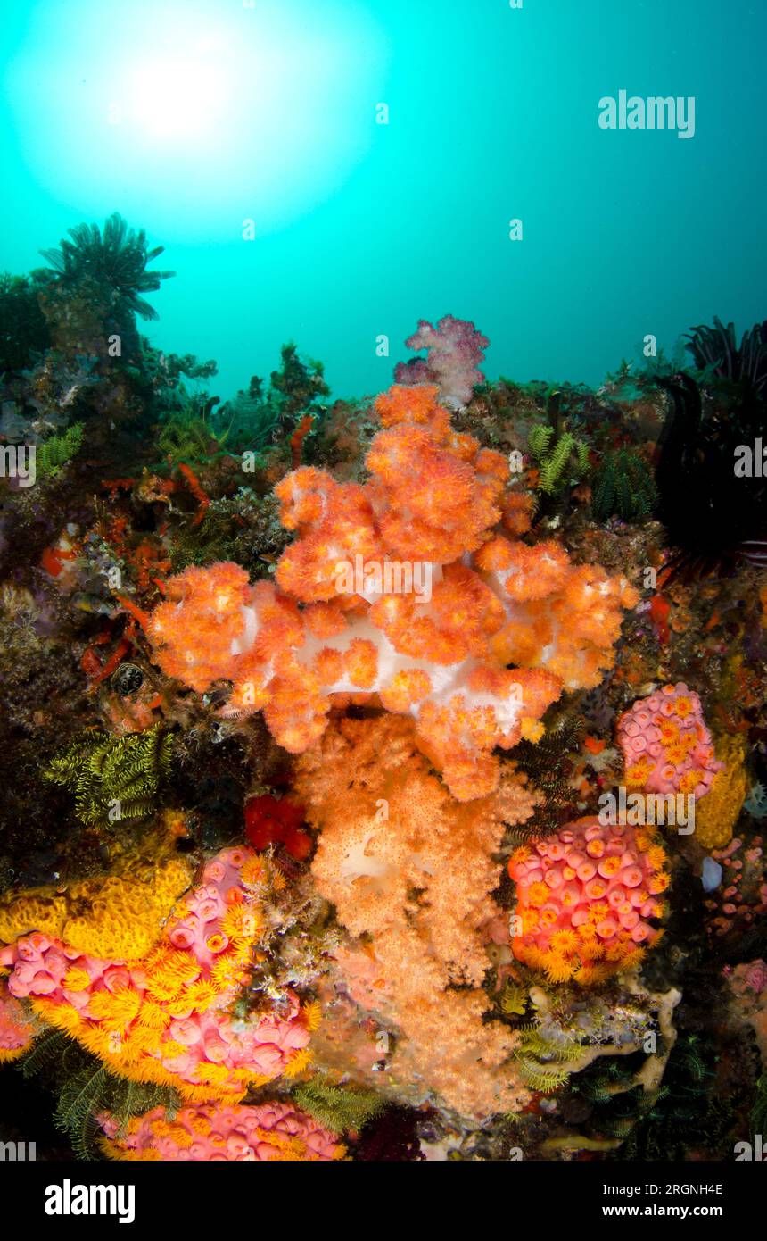 Glomerate Tree Coral, Spongodes sp, and Tubastrea Coral, Tubastrea faulkneri, with sun in background, Pelican Head dive site, Horseshoe Bay, Nusa Kode Stock Photo