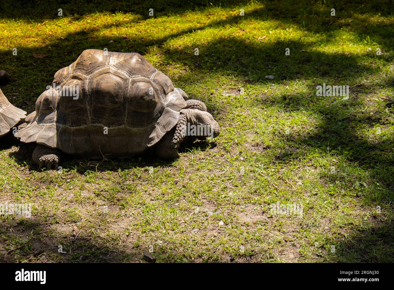 Giant Galapagos tortoise Chelonoidis nigra moving on green grass. Big old turtle Ancient