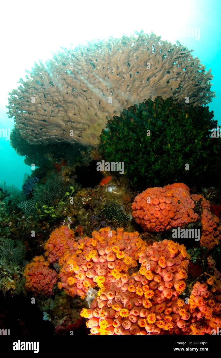 Tubastrea Coral, Tubastrea faulkneri, and Table Coral, Acropora sp, with sun in background,  Pelican Head dive site, Horseshoe Bay, Nusa Kode, south R Stock Photo