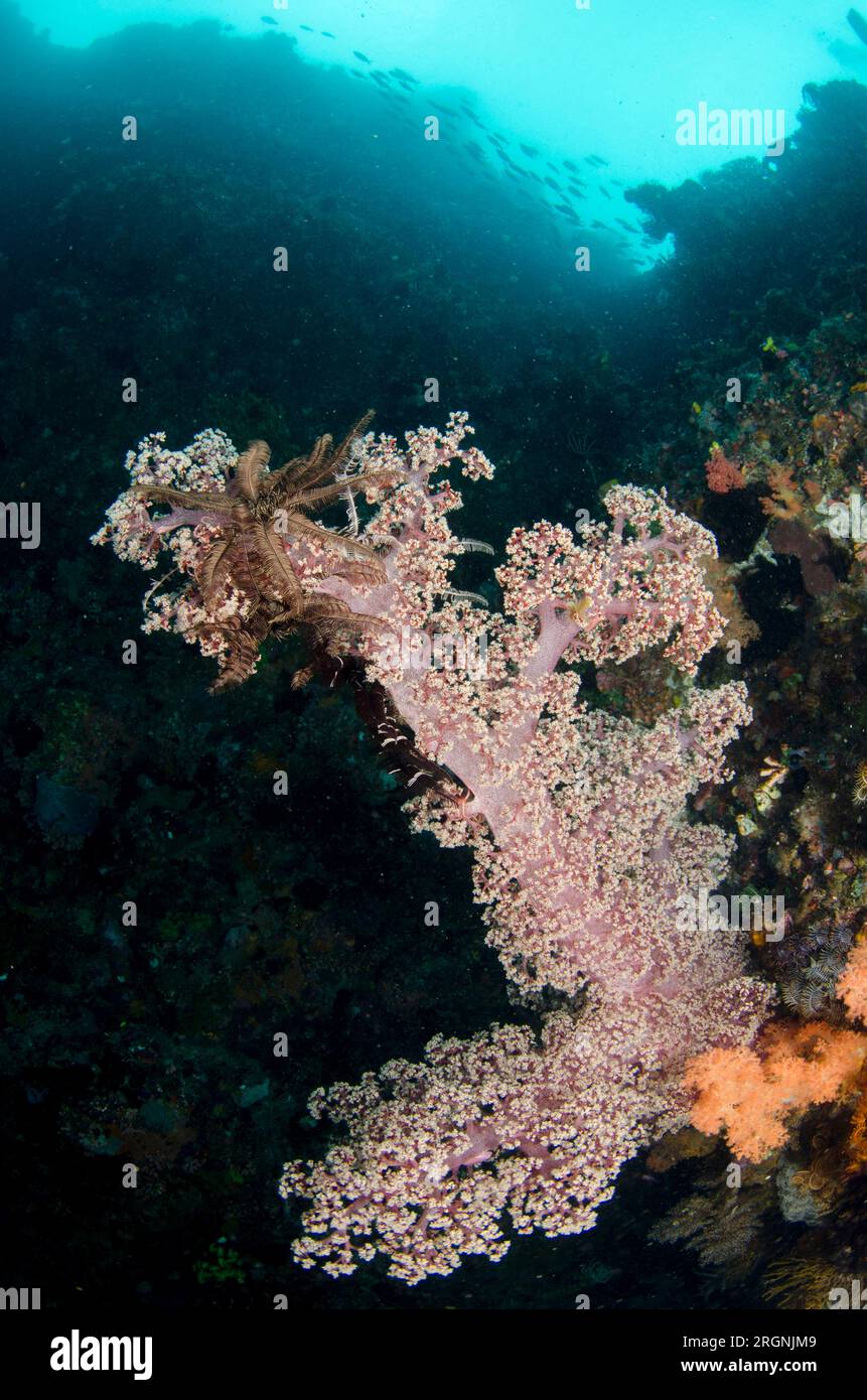 Glomerate Tree Coral, Spongodes sp, Pelican Head dive site, Horseshoe Bay, Nusa Kode, Rinca Island, Komodo National Park, Indonesia Stock Photo