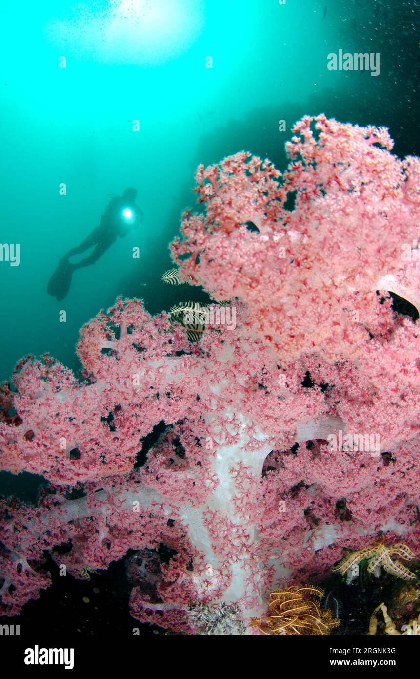 Glomerate Tree Coral, Spongodes sp, with diver with torch and sun in background, Yellow Wall of