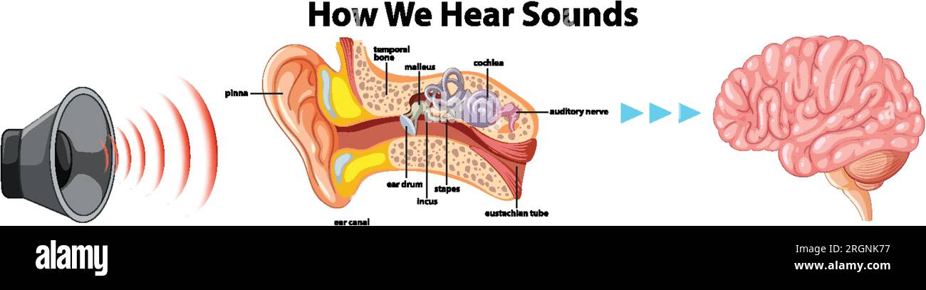 A visual diagram illustrating the journey of sound through the ear to 