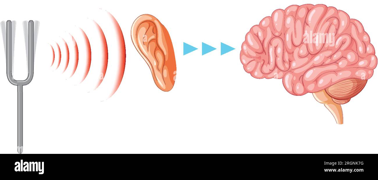 Illustration depicting the process of sound transmission through the