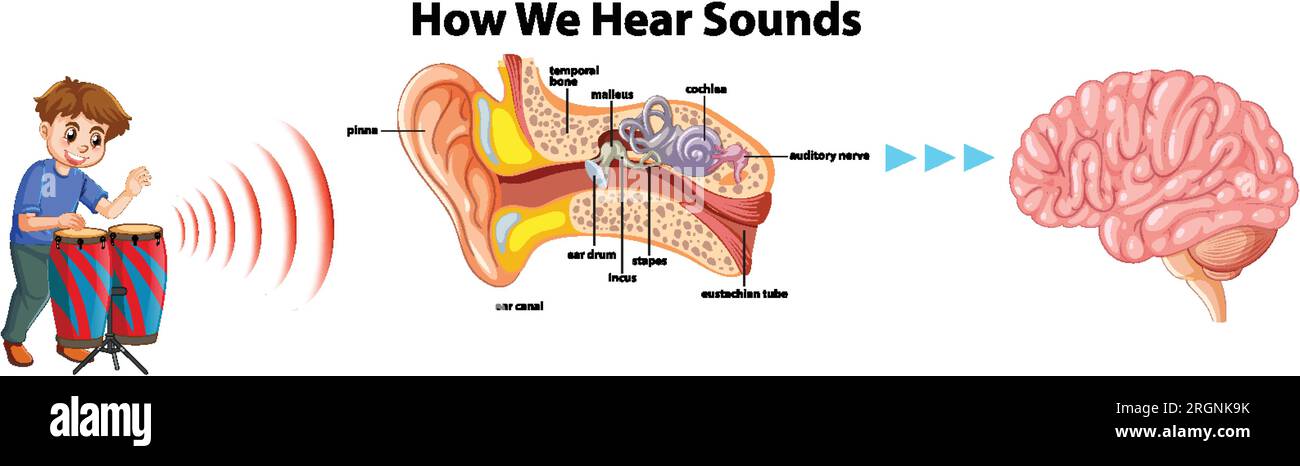 Illustrated diagram showcasing the journey of sound through the ear to 