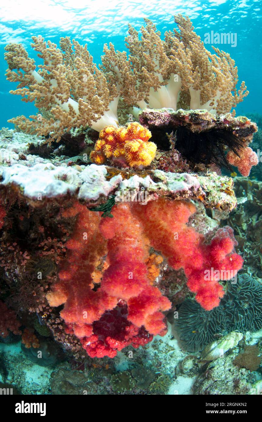 Broccoli Coral, Litophyton sp, and Glomerate Tree Coral, Spongodes sp, Tatawa Besar Island, between Komodo and Flores islands, Komodo National Park, I Stock Photo