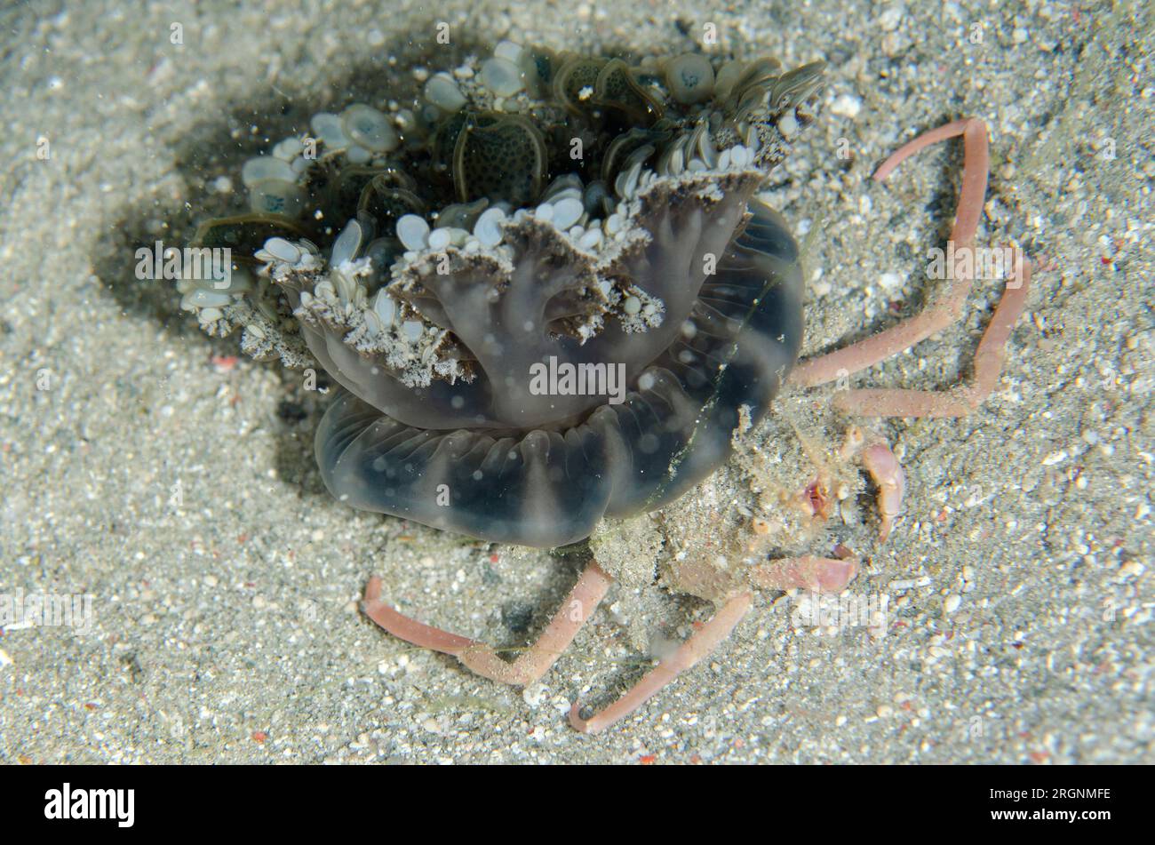 Jellyfish Carry Crab, Ethusa sp, carrying Upside-down Jellyfish, Cassiopeia andromeda, Gili Lawa Darat Island, north of Komodo Island, Komodo National Stock Photo