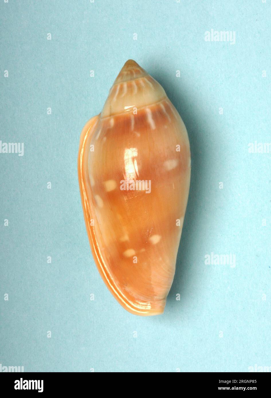 Marginella desjardini, Marginellidae Stock Photo