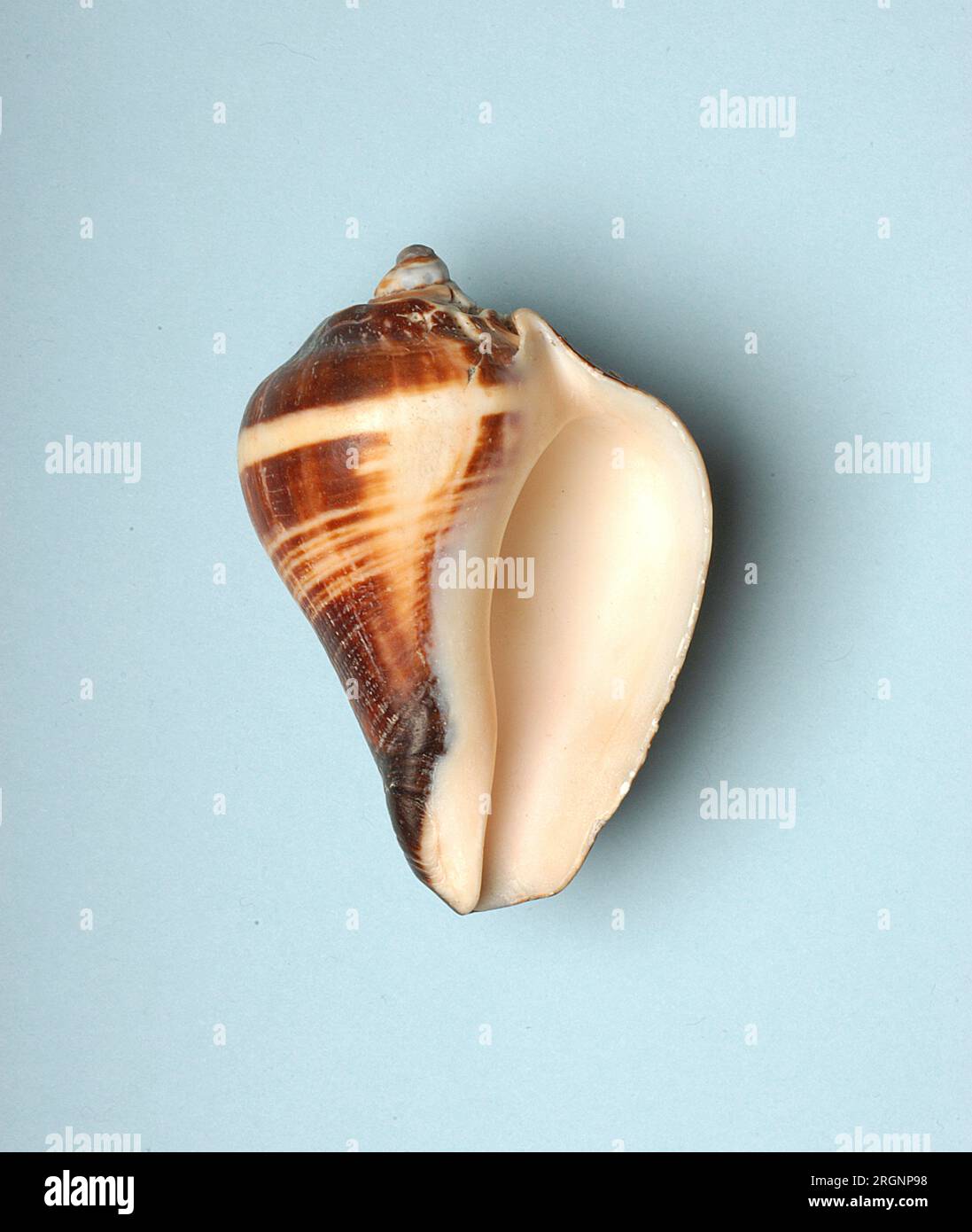 Melongena patula, Melongenidae Stock Photo Alamy