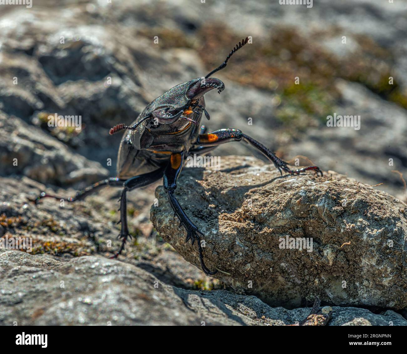 The stag beetle, Lucanus cervus Linnaeus, is a beetle of the Lucanidae family. Abruzzo, Italy, Europe Stock Photo