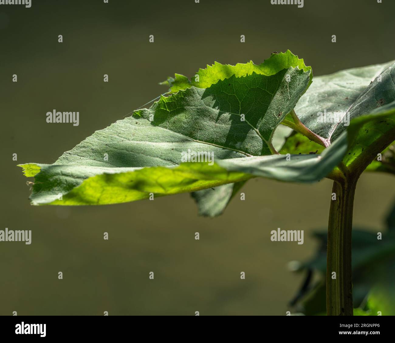 Leaves of Butterbur, Petasites japonicus, backlit. Abruzzo, Italy, Europe Stock Photo