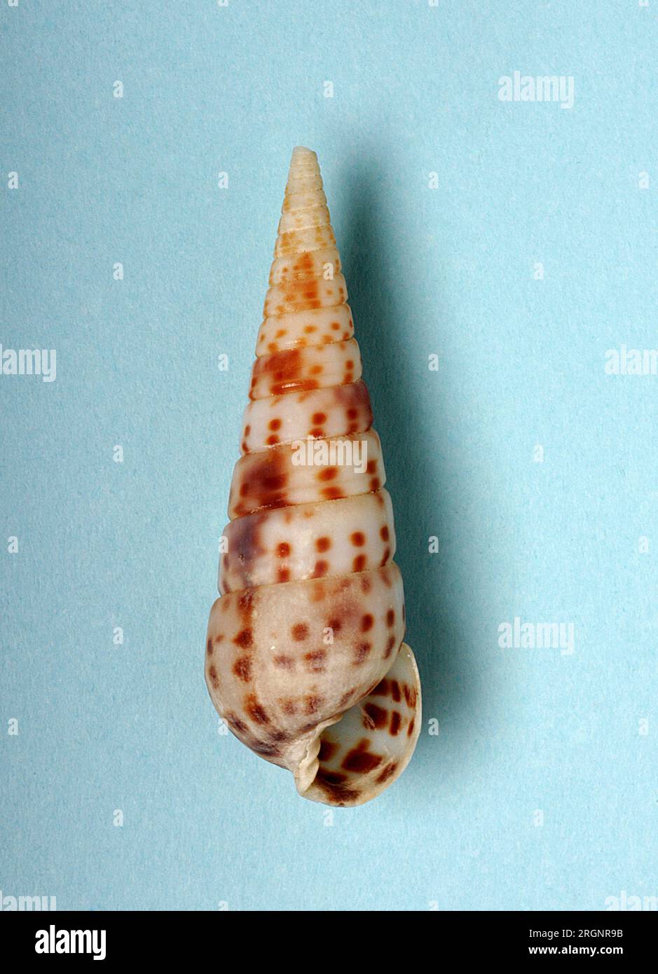 Pyramidellidae hi-res stock photography and images - Alamy