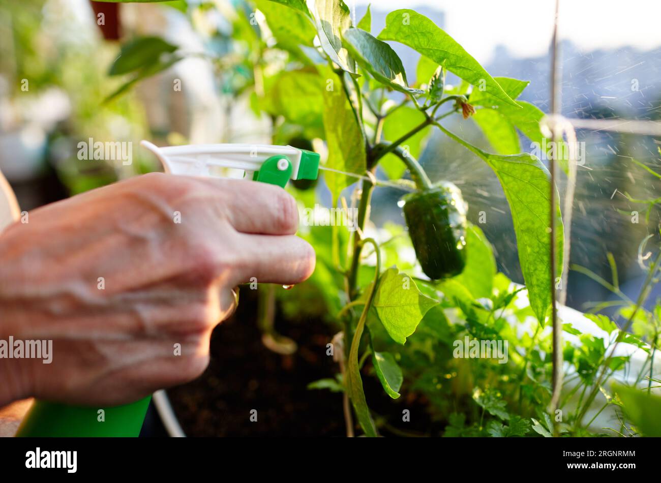 Pepper grows in a greenhouse. Men's hands hold spray bottle and
