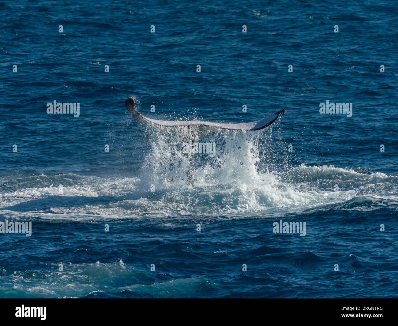 Humpback whale, Megaptera novaeangliae, competitive group in the Kimberley Australia Stock Photo