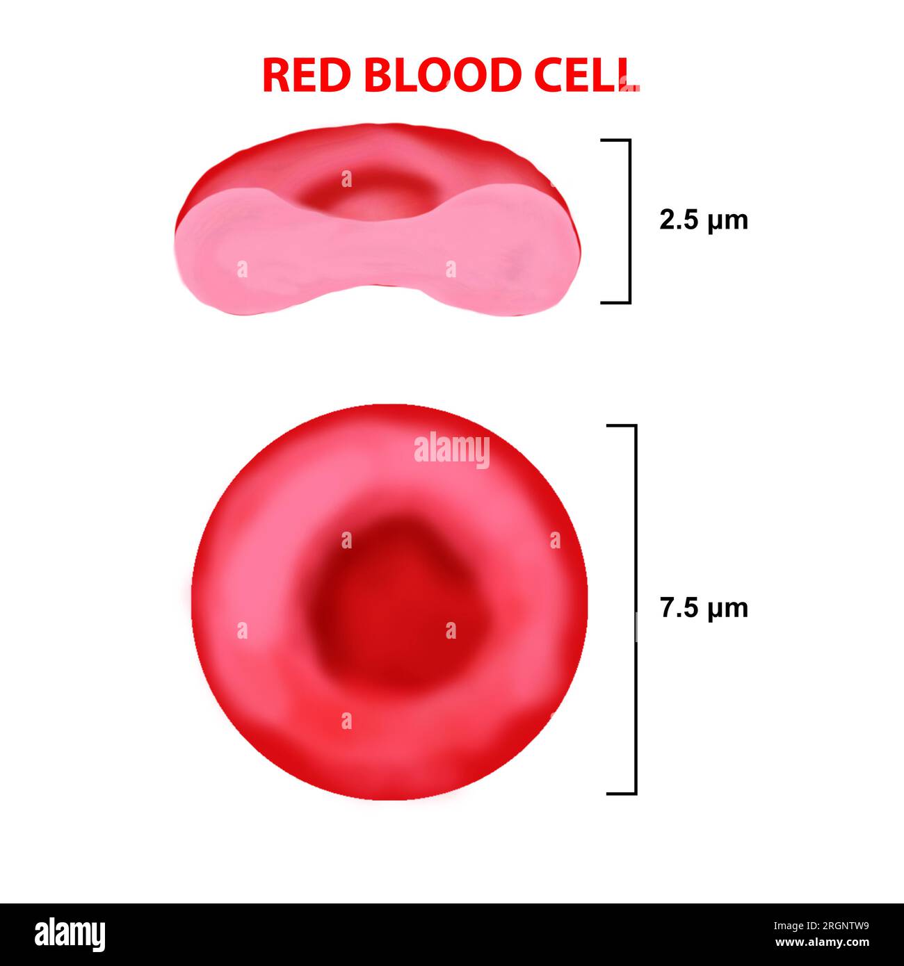 3D Red blood cell illustration Stock Photo