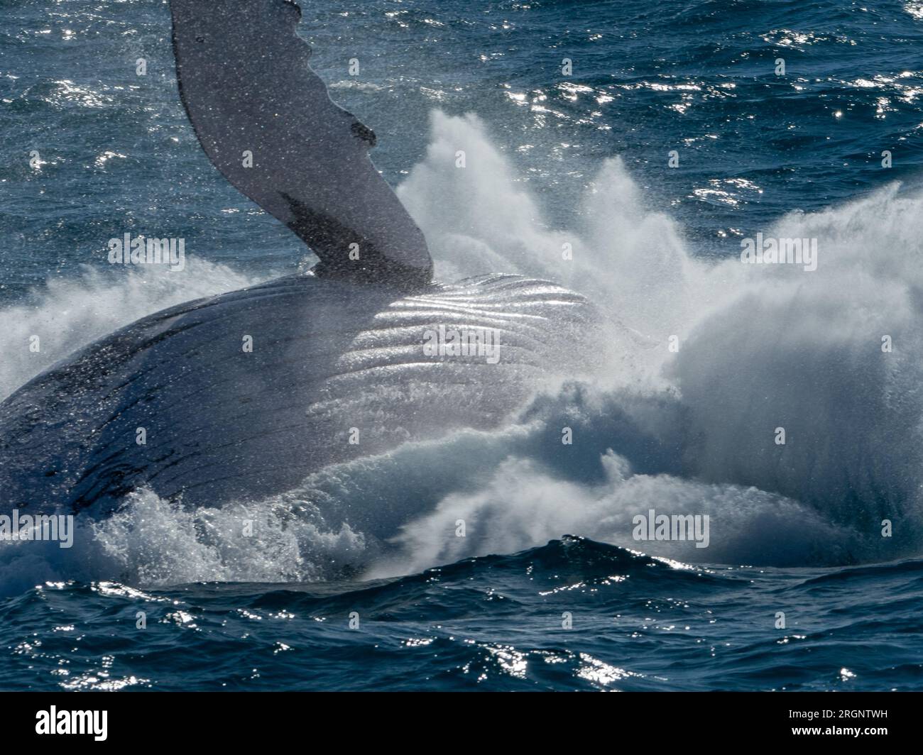 Humpback whale, Megaptera novaeangliae, breaching competitive group in the Kimberley Australia Stock Photo