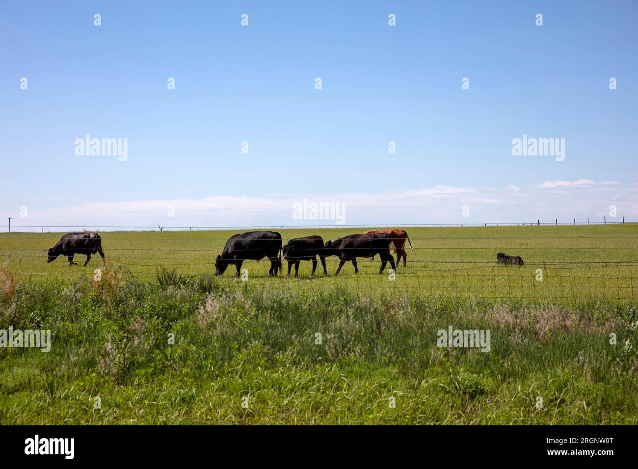 Texas, black angus cow herd in countryside, cattle in grazing, green field with fence, clear blue sky in sunny day background, bovine livestock in USA Stock Photo