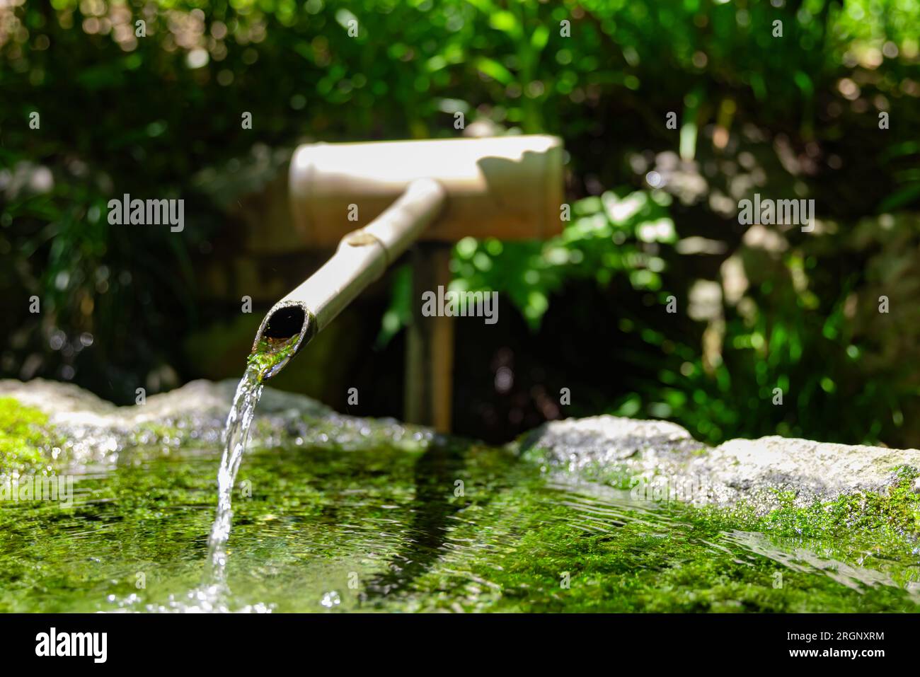 A Japanese Bamboo Water Fountain ShishiOdoshi in Zen Garden Stock