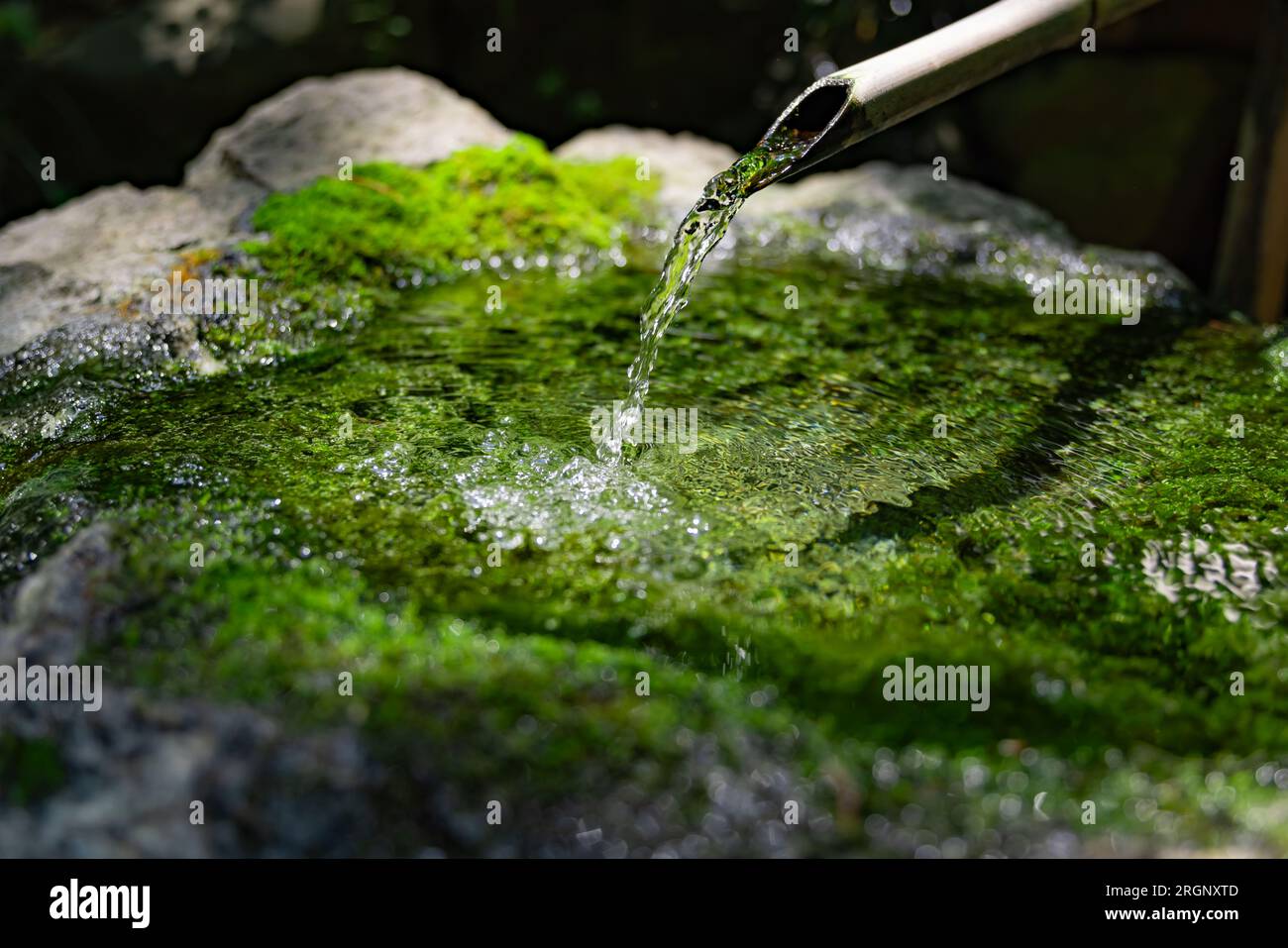 A Japanese Bamboo Water Fountain ShishiOdoshi in Zen Garden Stock