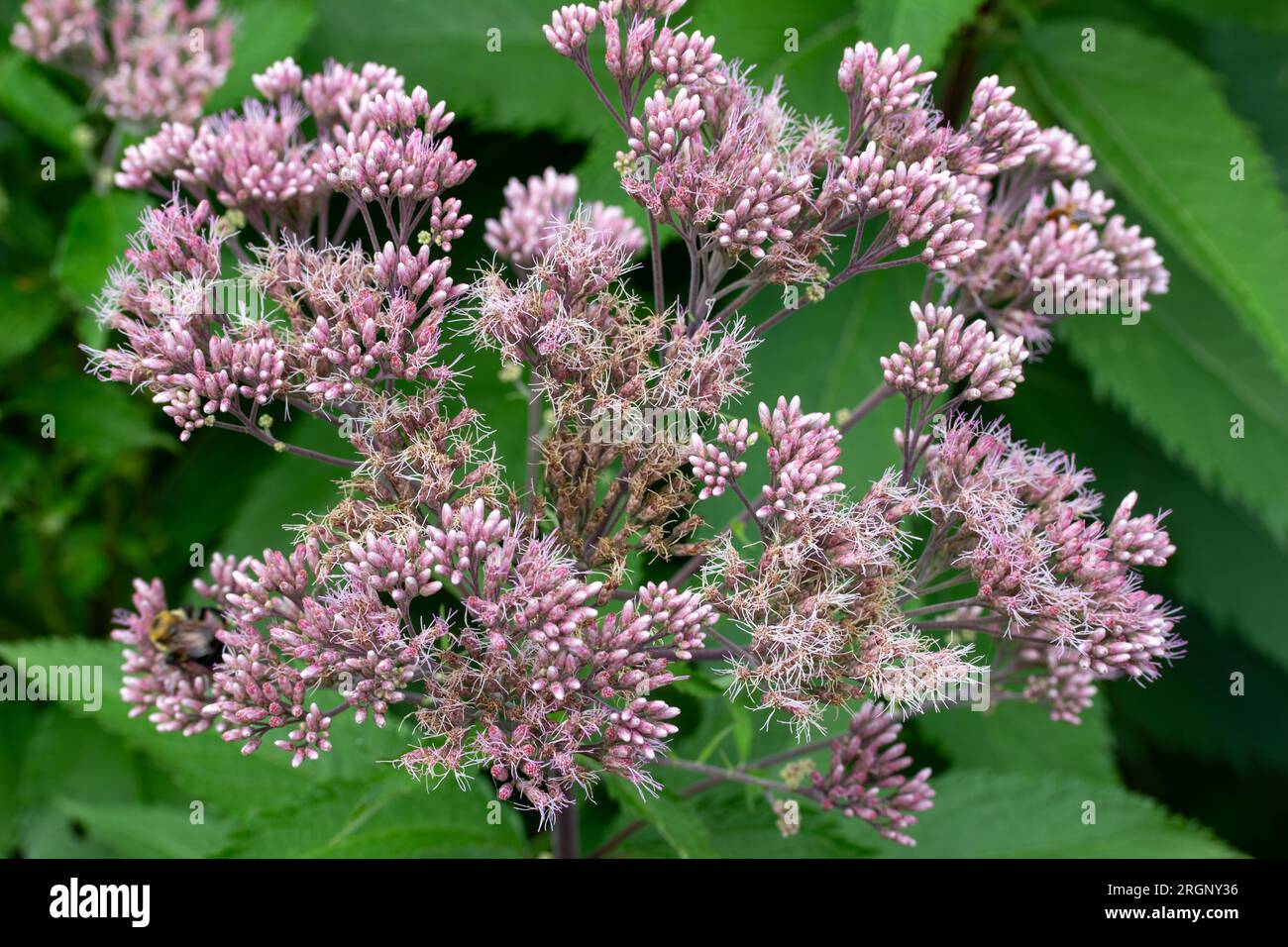 Full frame macro abstract texture background of mauve pink color Joe-Pye weed flowers in bloom in a sunny butterfly garden. Stock Photo