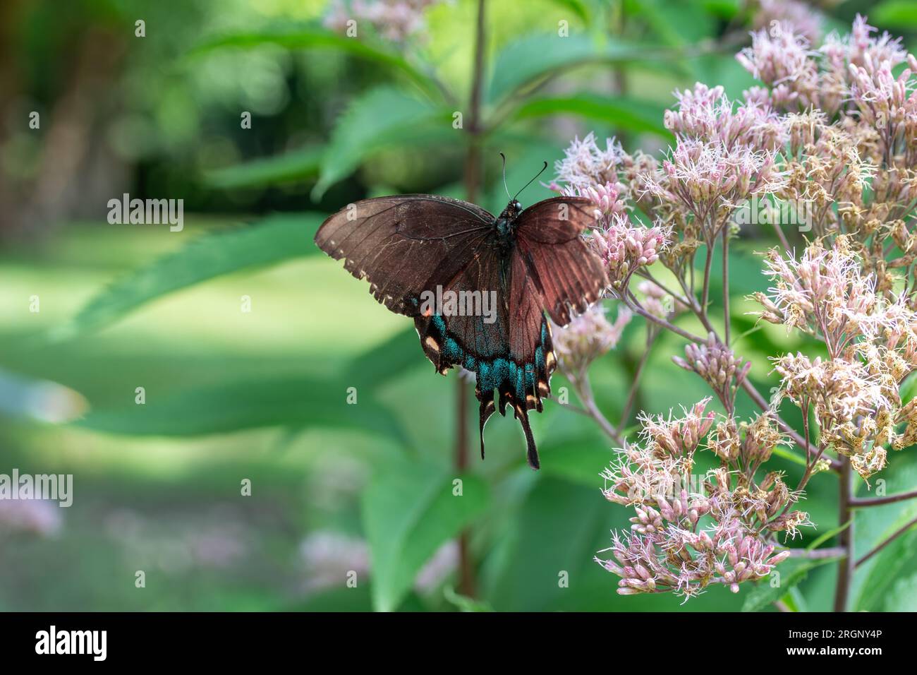 Macro view of a brown and blue swallowtail butterfly (papilionidae) with an injured wing, feeding on a pink Joe-Pye weed in dappled sunlight. Stock Photo