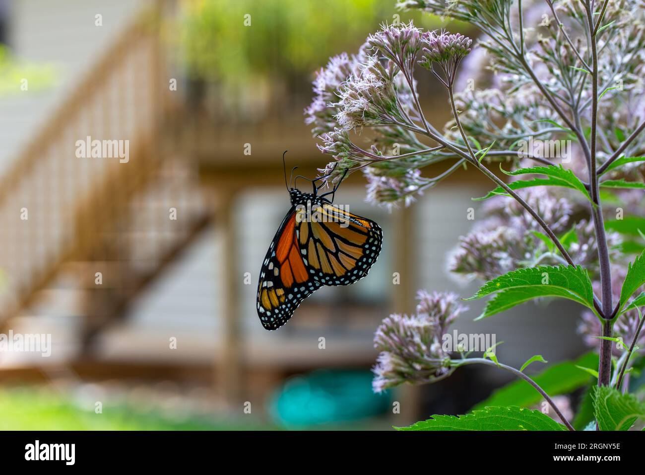 Close up view of a delicate Monarch butterfly (danaus plexippus) feeding on a pink Joe-Pye weed in dappled sunlight Stock Photo