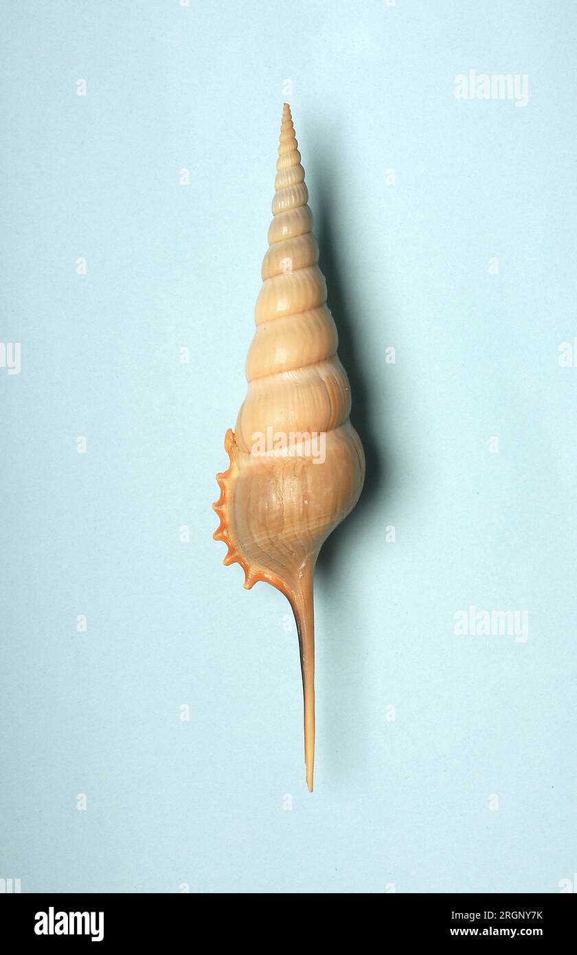 Tibia melanocheilus, Rostellariidae Stock Photo