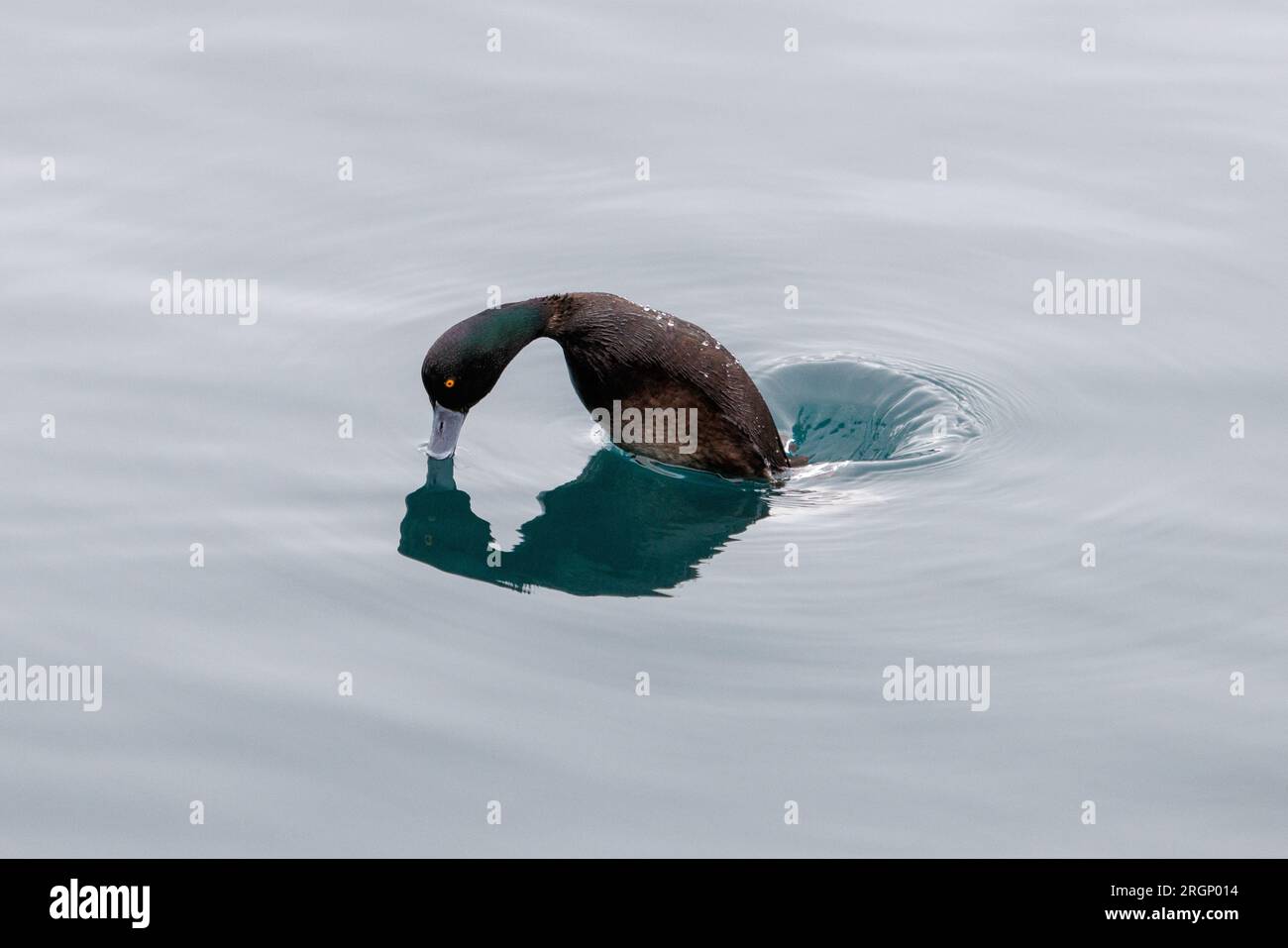 A duck frozen in a moment before performing a dive into the water to