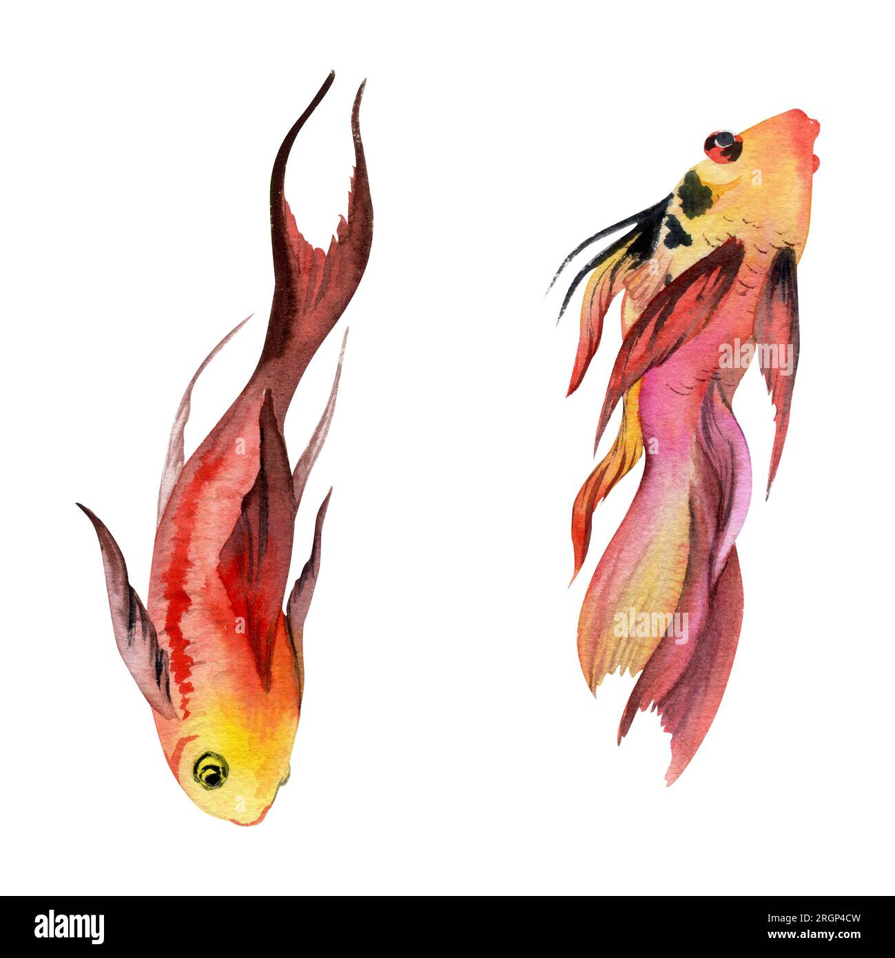 Hand drawn watercolor aquarium tropical fish swordtail sealife. Marine exotic underwater illustration. Isolated object on white background. Design for Stock Photo