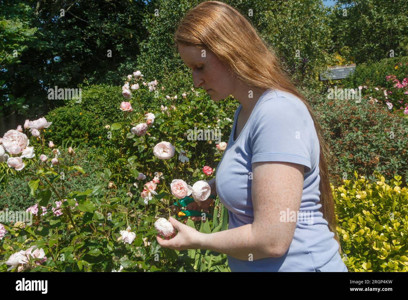 Woman with roses hi-res stock photography and images - Alamy