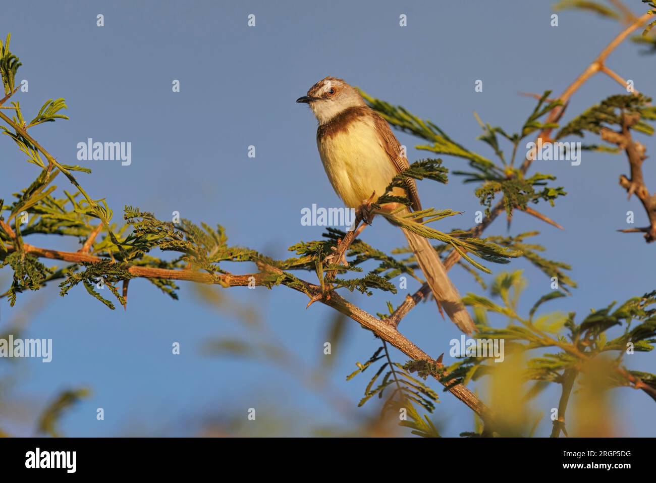Black-chested prinia, River crossing lodge, Windhoek, Namibia, March 2023 Stock Photo