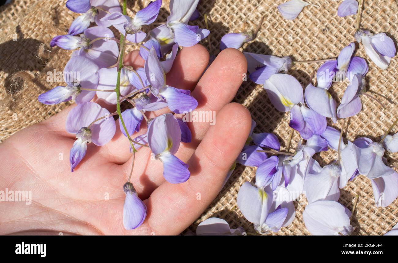 Colorful wild spring flowers in hand Stock Photo Alamy