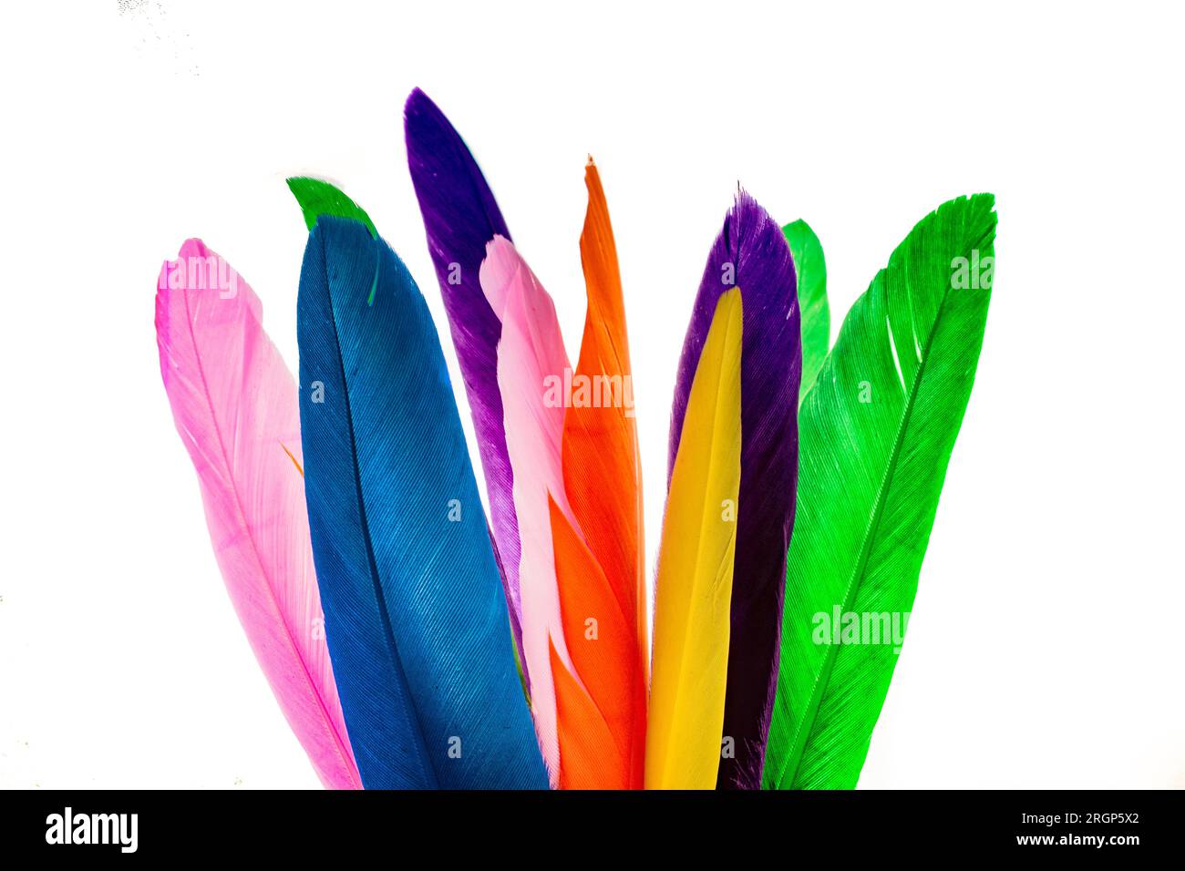 Studio shot photo colored bird feathers as texture background Stock