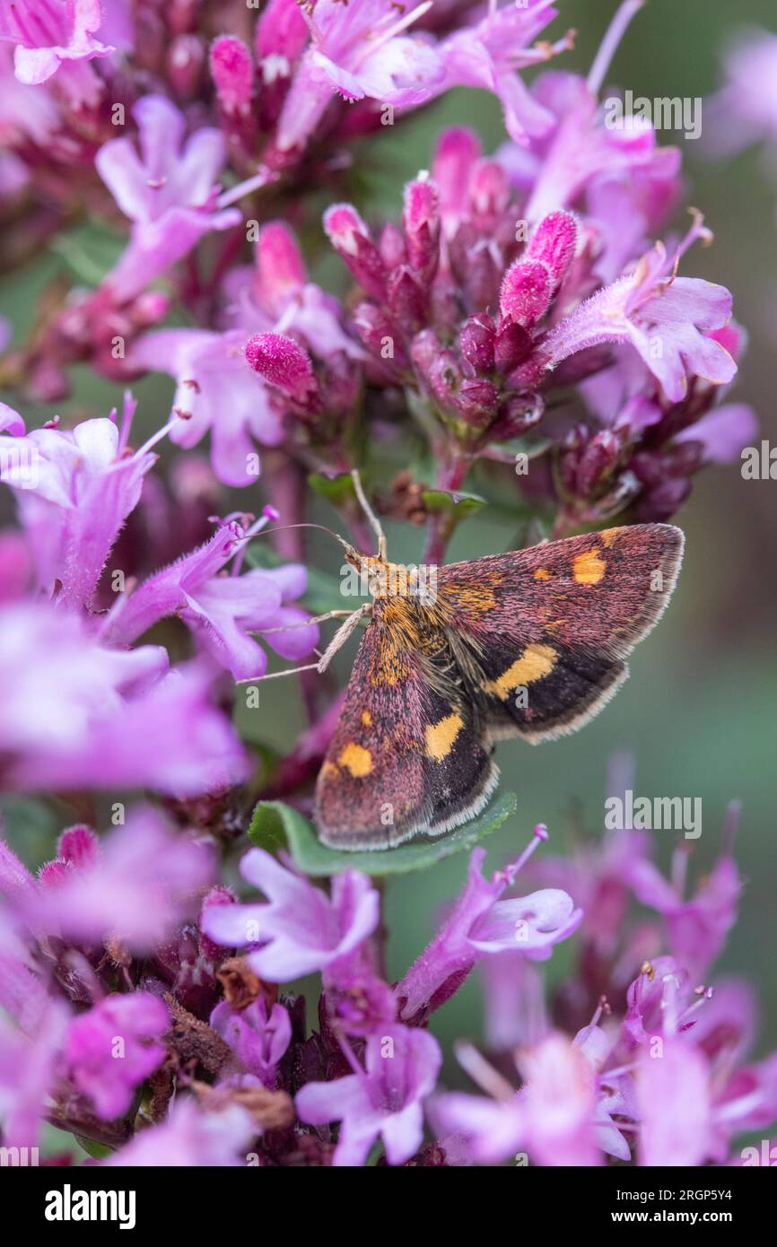 Mint Moth (Pyrausta aurata) on Oregano (Origanum laevigatum 'Herrenhausen') Stock Photo