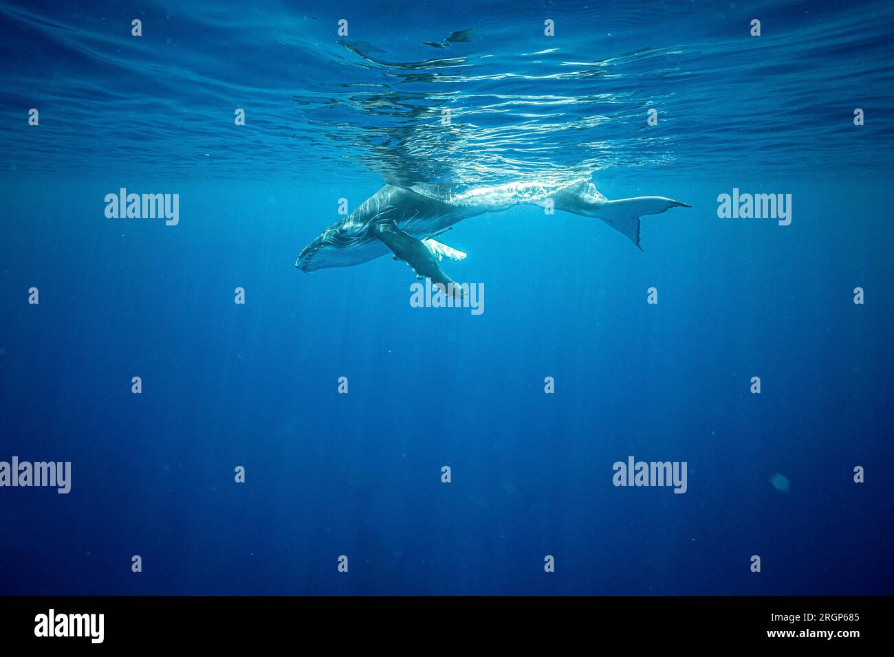 Whale baby is swimming in the ocean near Moorea Stock Photo - Alamy