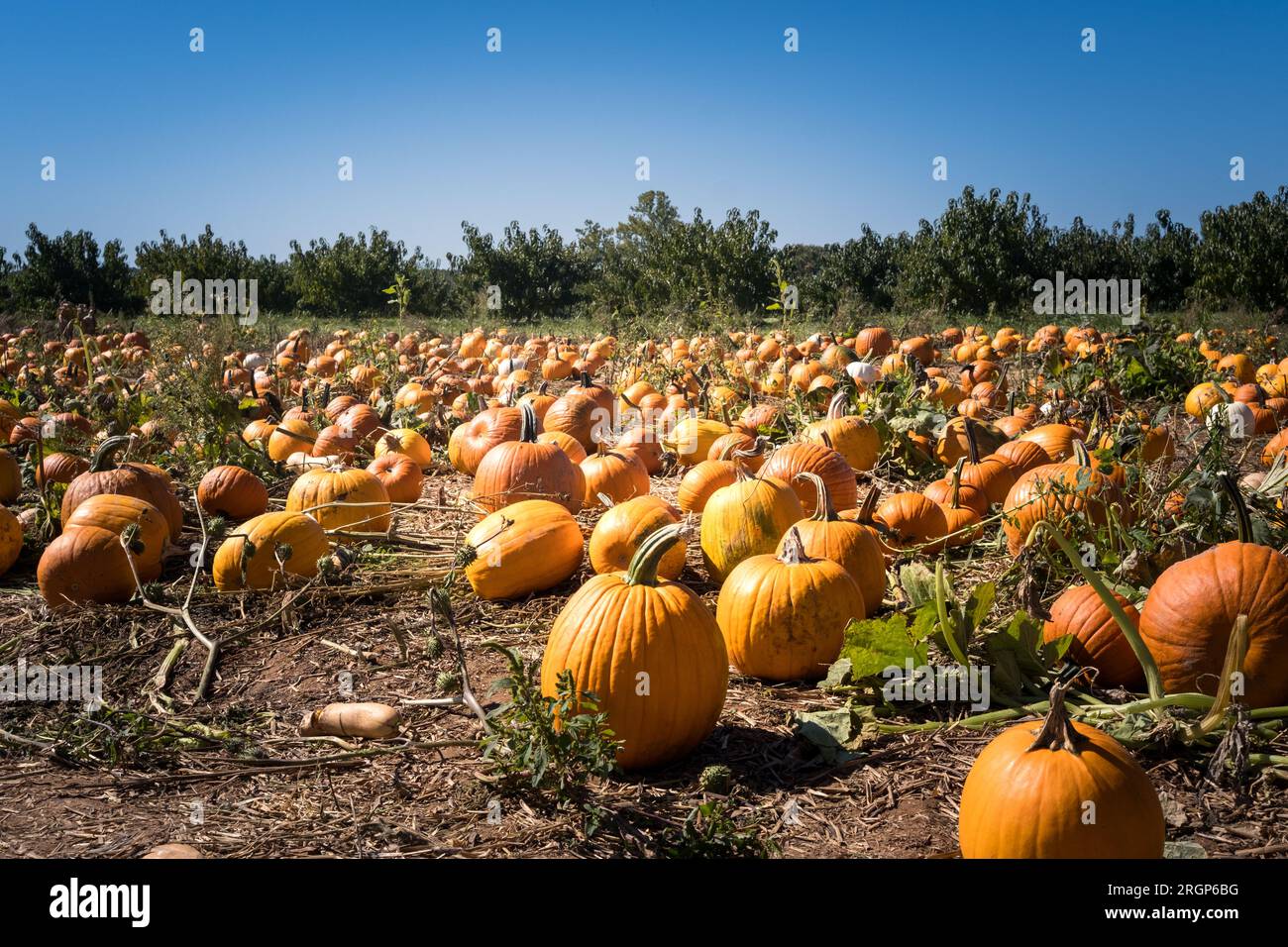 Boy picking pumpkins hi-res stock photography and images - Alamy