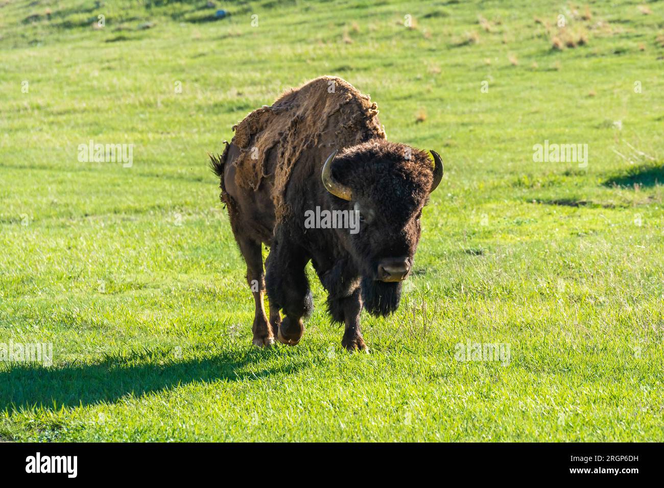 American Bison in the field of Custer State Park, South Dakota Stock Photo