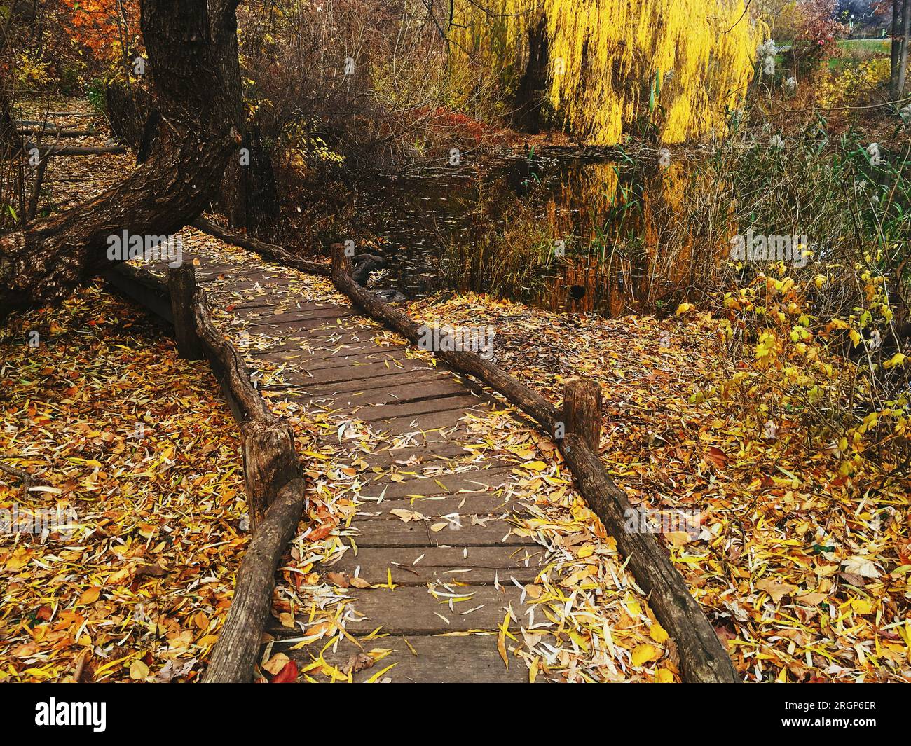 Leafcovered path in Central Park, NYC, captures the beauty of fall Stock Photo Alamy