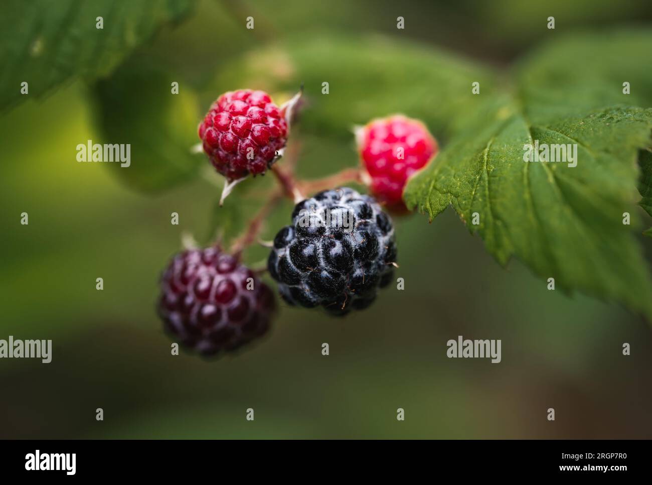 Close up of black raspberries in stages of ripening on bush Stock Photo Alamy