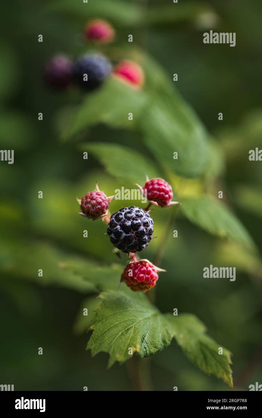 Close up of black raspberries in stages of ripening on bush Stock Photo Alamy