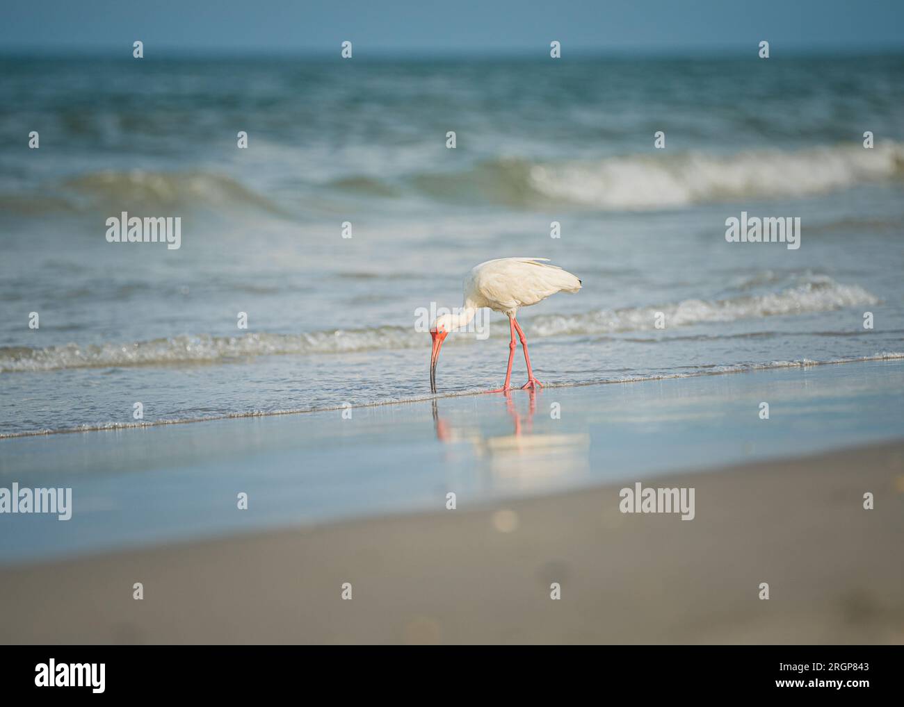 White Ibis Bird Eating In Surf At Beach Stock Photo