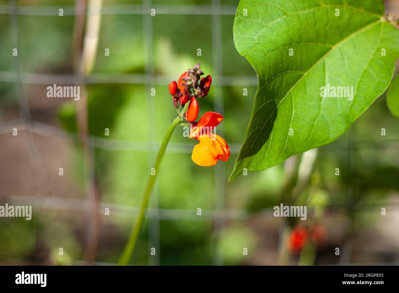 Garden plant. Flower in flower bed. Beauty of summer plants. Stock Photo