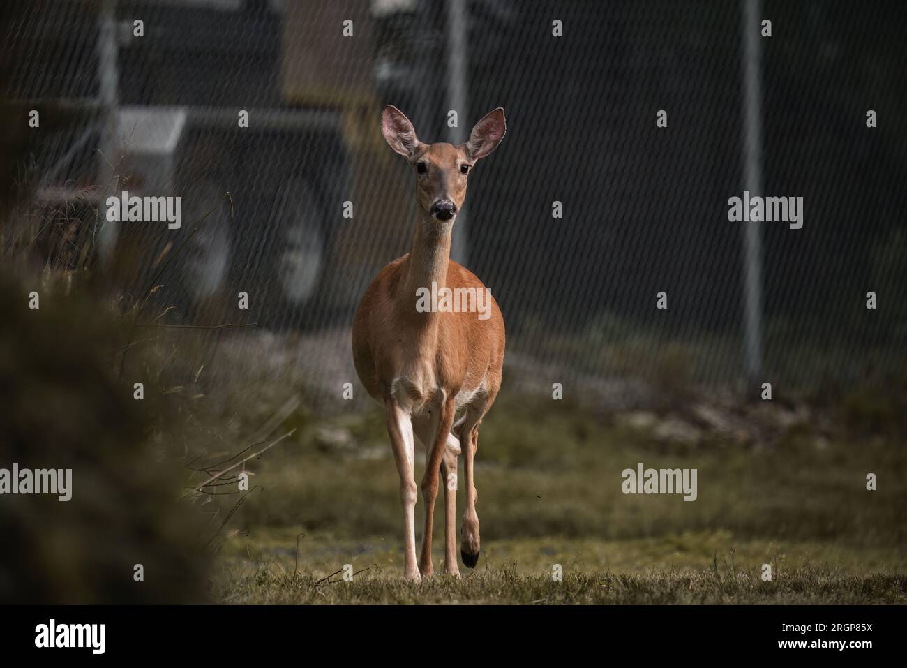 Young fawn walking and looking curiously Stock Photo