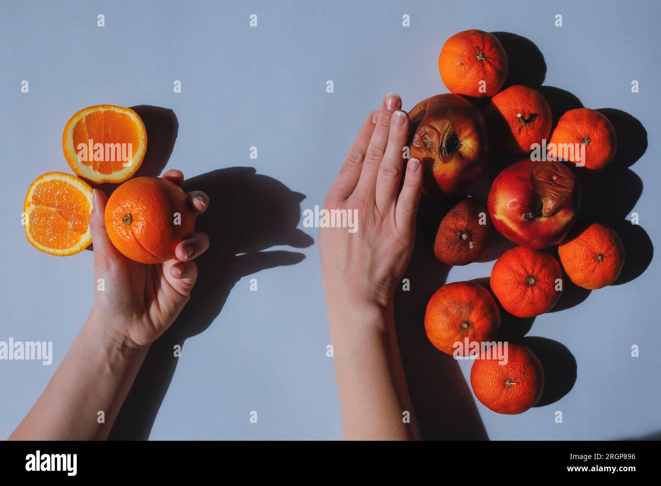 Fresh oranges and spoiled fruits, human choice, hands Stock Photo
