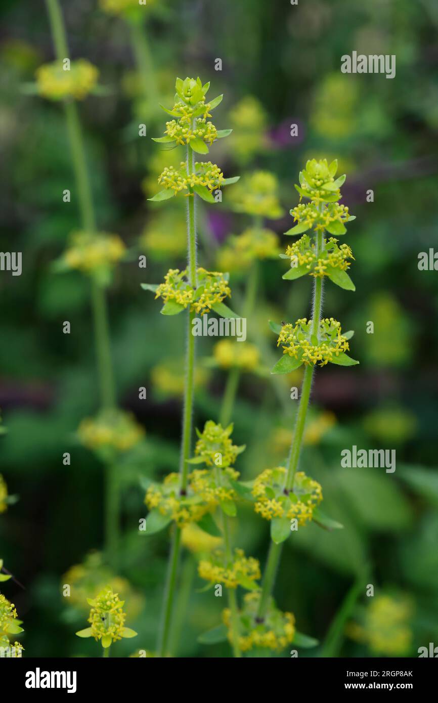 Gewimpertes Kreuzlabkraut, Bewimpertes Kreuzlabkraut, Gewöhnliches