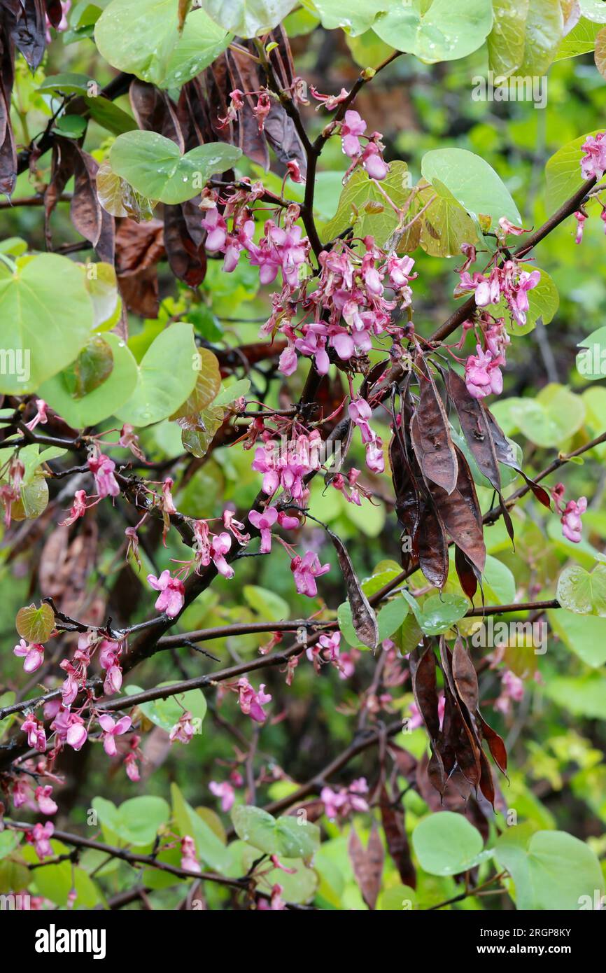 Gewöhnlicher Judasbaum, Judasbaum, Blüten und Früchte, Cercis siliquastrum, Siliquastrum orbicularis, Judas tree, Judas-tree, L'Arbre de Judée, Kaulif Stock Photo