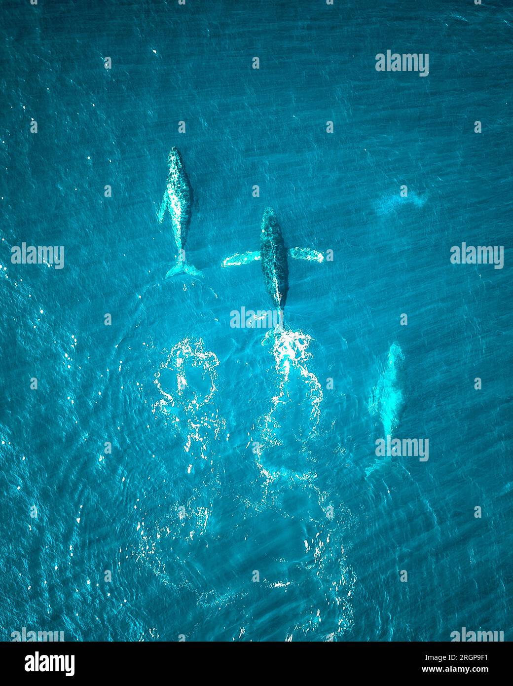 Whales are swimming in the Pacific Ocean near Baja California Stock Photo