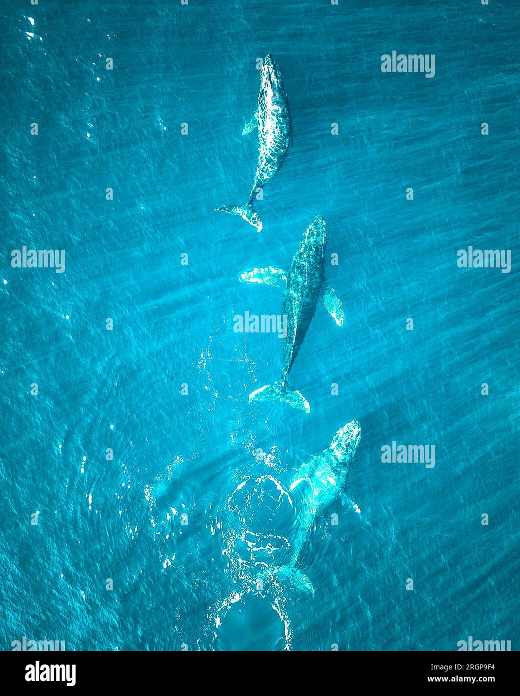 Whales are swimming in the Pacific Ocean near Baja California Stock Photo