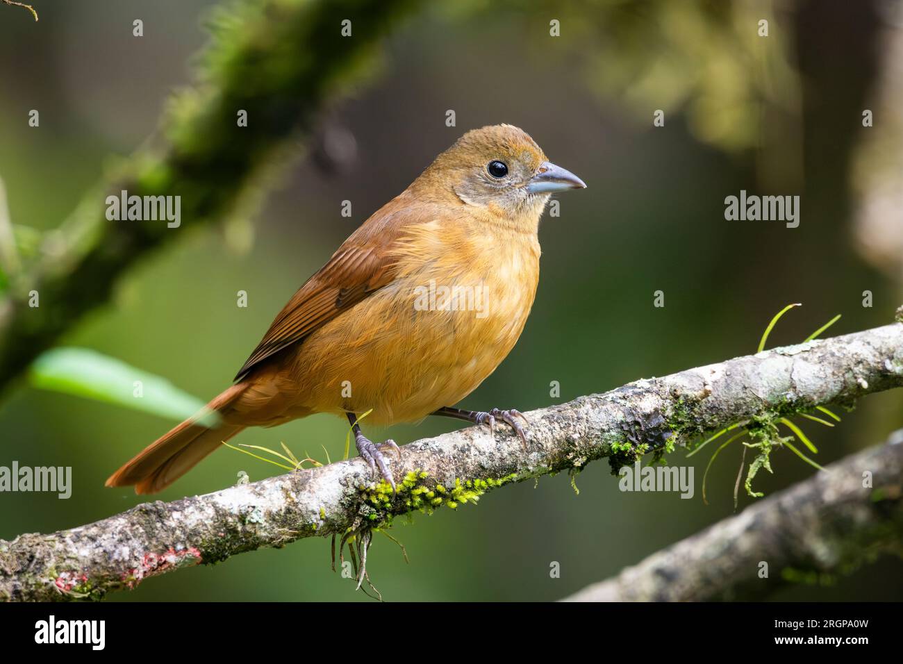Beautiful view to brown bird (Ruby-crowned Tanager) on green area Stock Photo