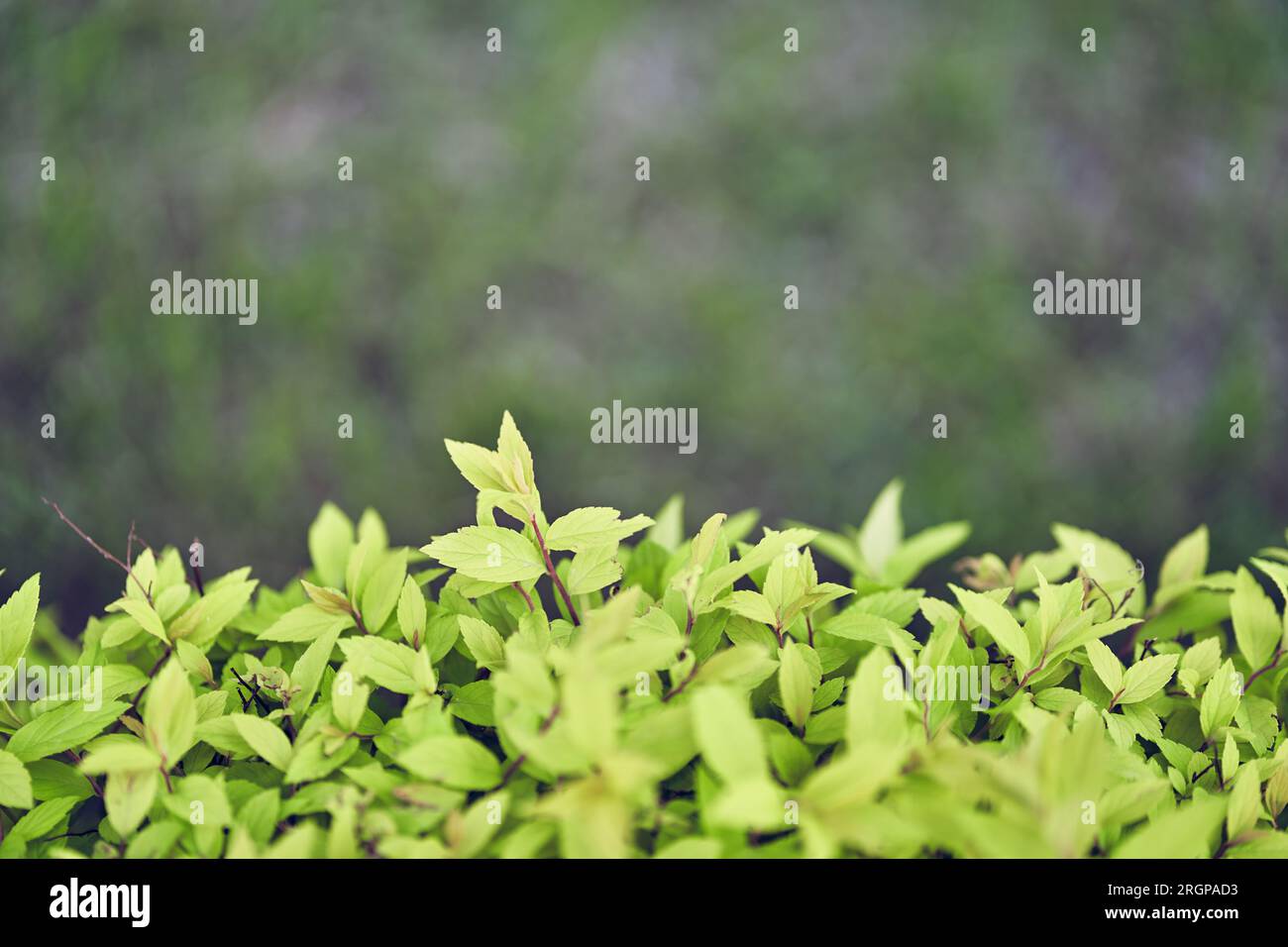Background of Japanese spirea leaves. An ornamental plant in the garden. Eco-wall. Textured background of small green leaves on a blurry background. Clean environment. High quality photo Stock Photo